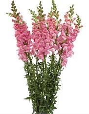 Snapdragons clipart #20, Download drawings