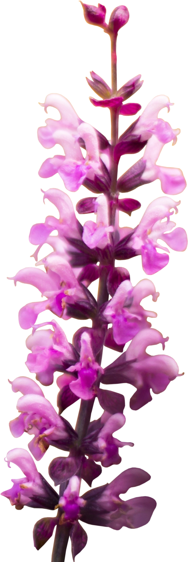 Snapdragons clipart #5, Download drawings