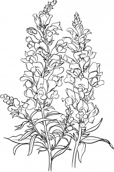 Snapdragons coloring #19, Download drawings