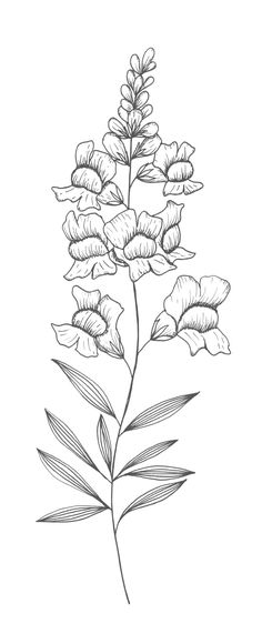 Snapdragons coloring #12, Download drawings