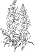 Snapdragons coloring #17, Download drawings