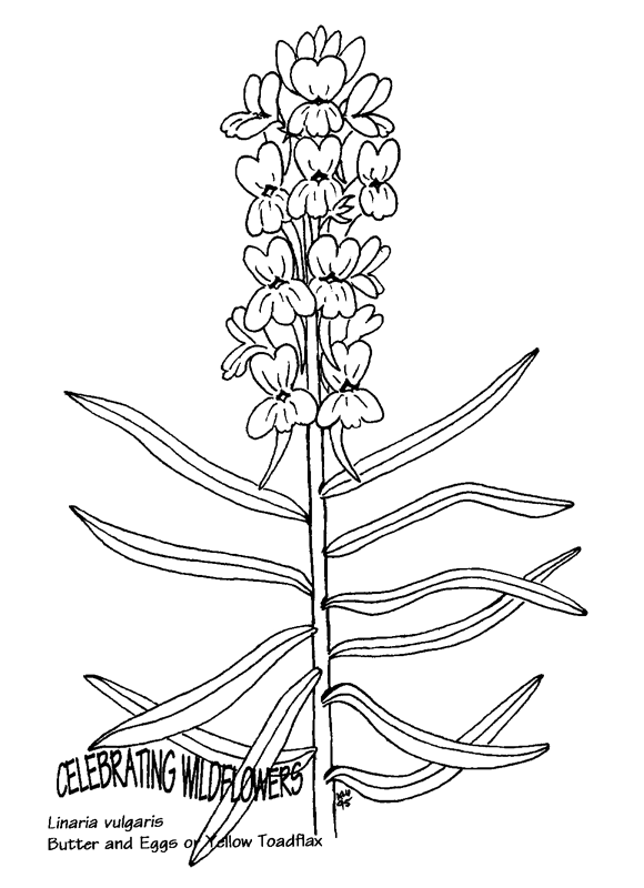 Snapdragons coloring #6, Download drawings