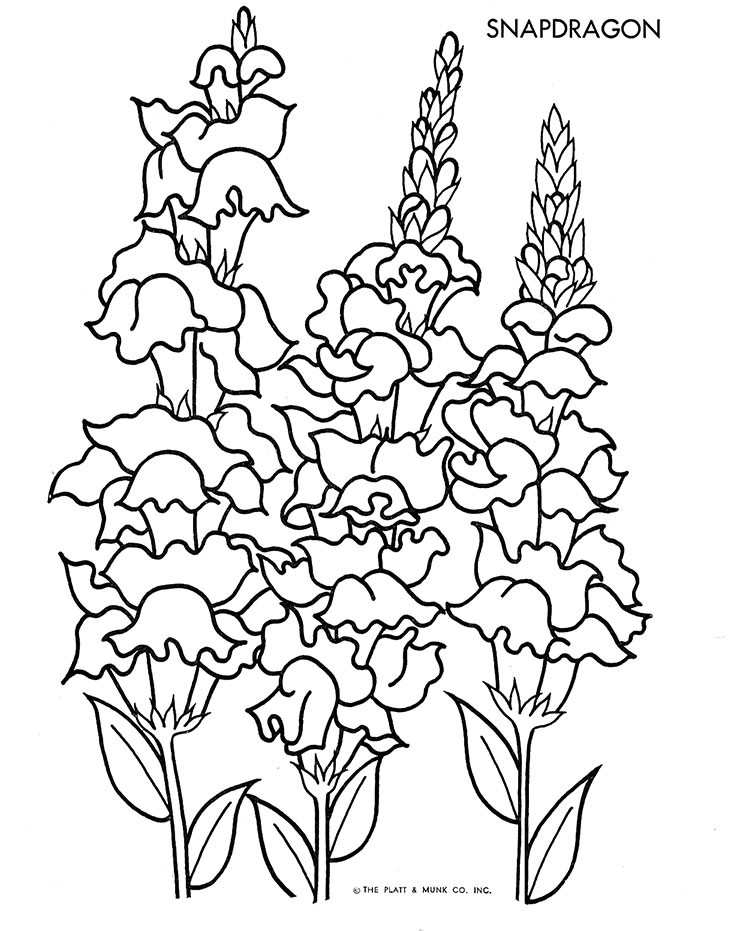Snapdragon coloring #14, Download drawings