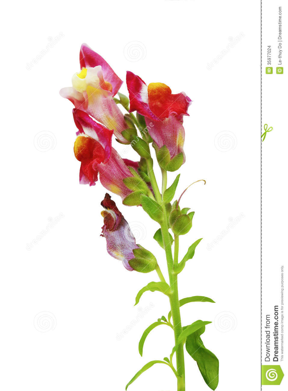Snapdragons clipart #9, Download drawings