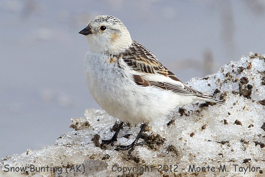 Snow Bunting clipart #13, Download drawings