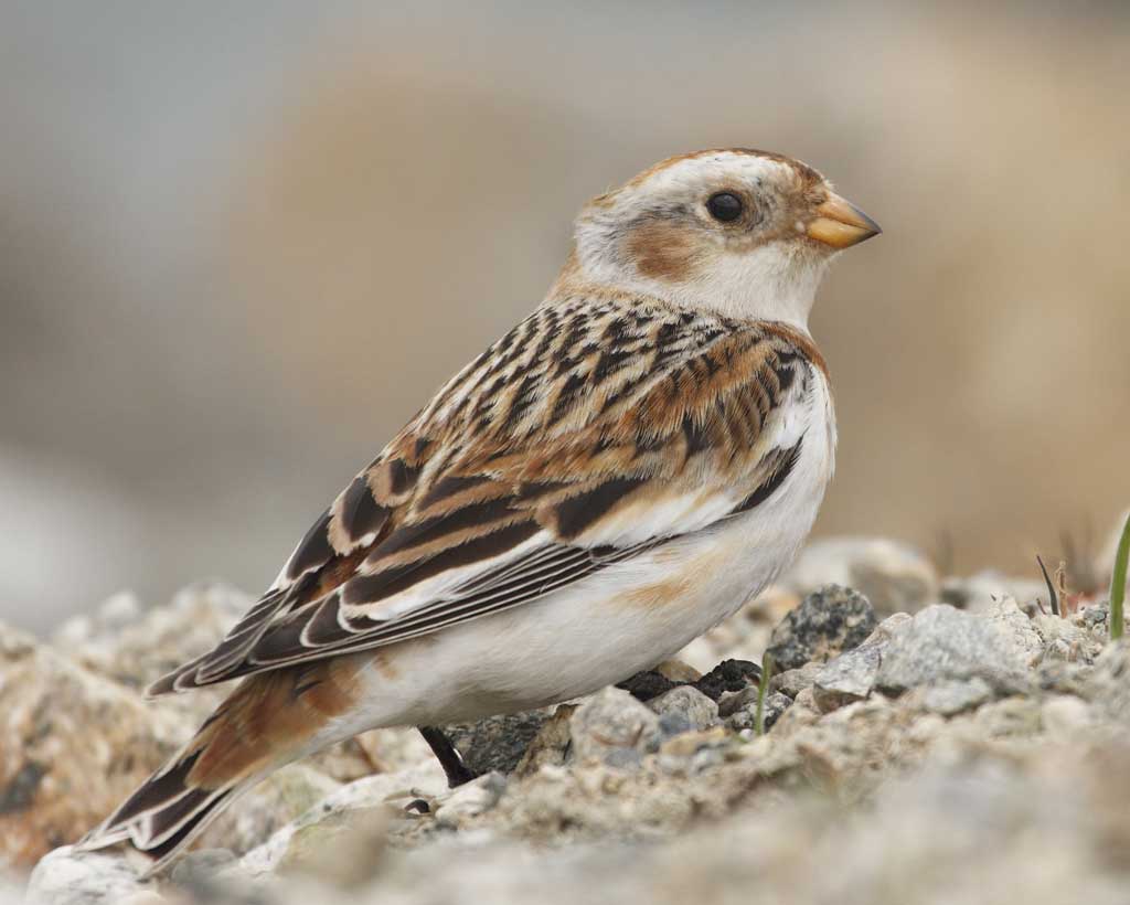 Snow Bunting clipart #11, Download drawings