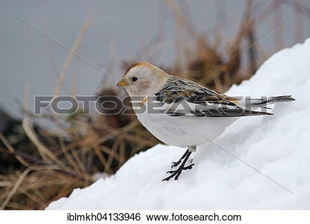Snow Bunting clipart #18, Download drawings