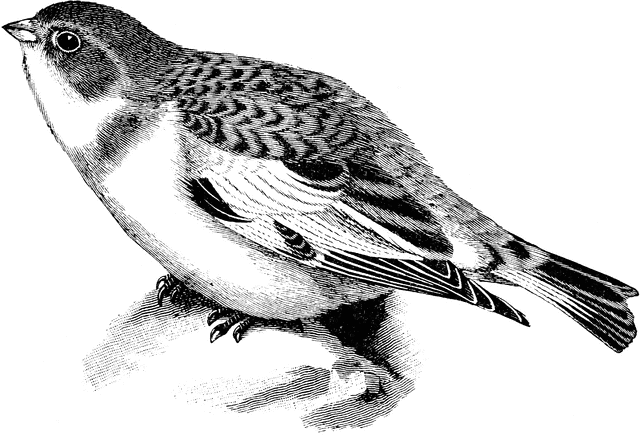 Snow Bunting clipart #16, Download drawings