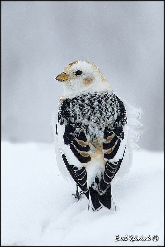 Snow Bunting coloring #2, Download drawings