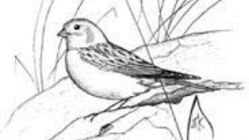 Snow Bunting coloring #7, Download drawings