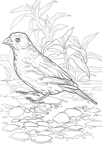 Snow Bunting coloring #11, Download drawings