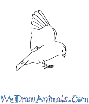 Snow Bunting coloring #20, Download drawings