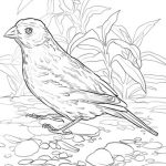 Snow Bunting coloring #18, Download drawings