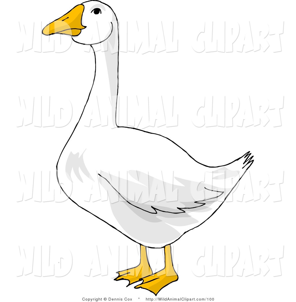 Snow Goose clipart #3, Download drawings