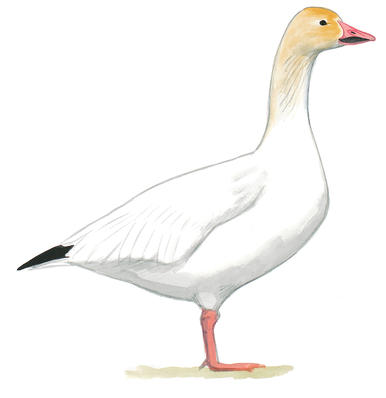 Snow Goose clipart #4, Download drawings