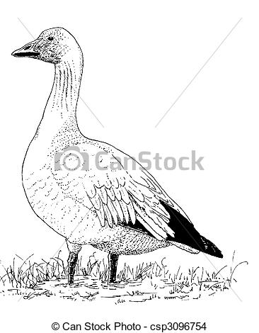 Snow Goose clipart #15, Download drawings