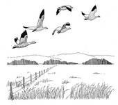 Snow Goose clipart #18, Download drawings