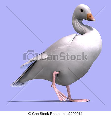 Snow Goose clipart #13, Download drawings