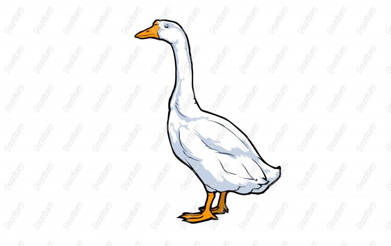 Snow Goose clipart #2, Download drawings