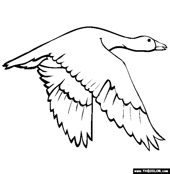 Snow Goose clipart #16, Download drawings