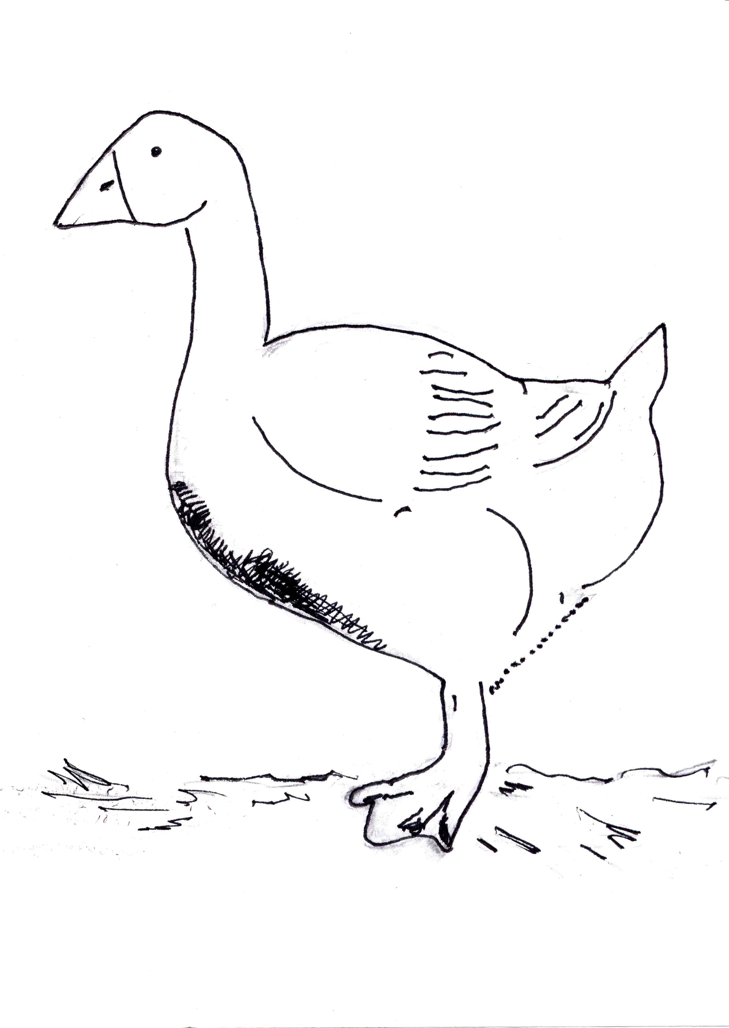 Snow Goose coloring #6, Download drawings