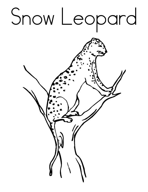 Snow Leopard coloring #16, Download drawings