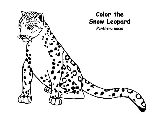 The Snow Leopards coloring #18, Download drawings