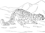 Snow Leopard coloring #17, Download drawings