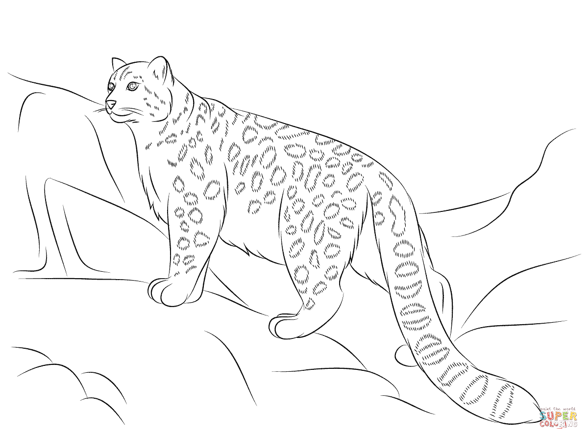 Snow Leopard coloring #18, Download drawings