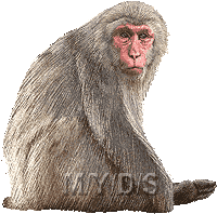 Snow Monkey clipart #10, Download drawings
