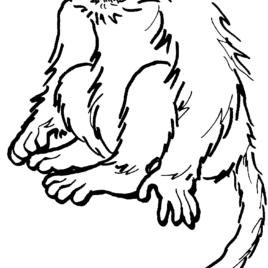 Snow Monkey coloring #15, Download drawings