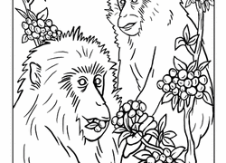 Snow Monkey coloring #6, Download drawings