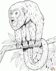 Snow Monkey coloring #3, Download drawings