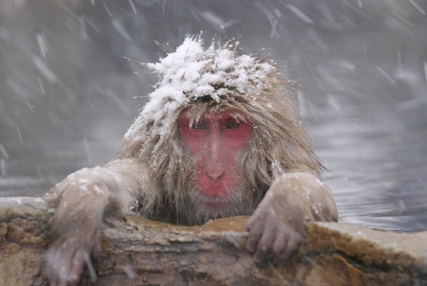 Snow Monkey svg #6, Download drawings