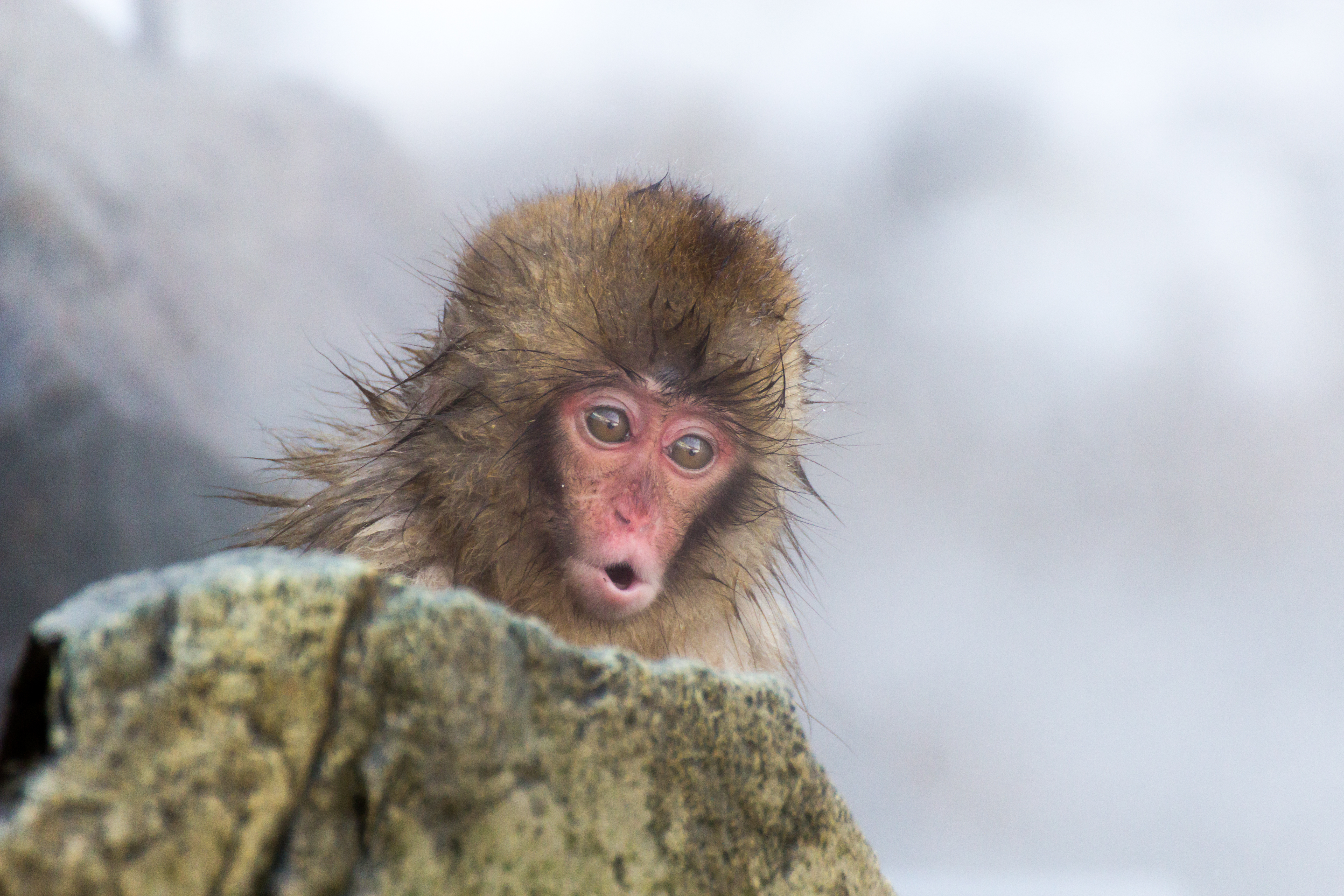 Snow Monkey svg #4, Download drawings