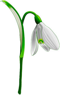 Snowdrop clipart #17, Download drawings