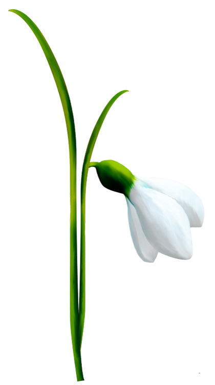 Snowdrop clipart #15, Download drawings
