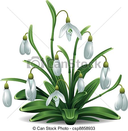Snowdrop clipart #6, Download drawings