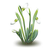 Snowdrop clipart #18, Download drawings