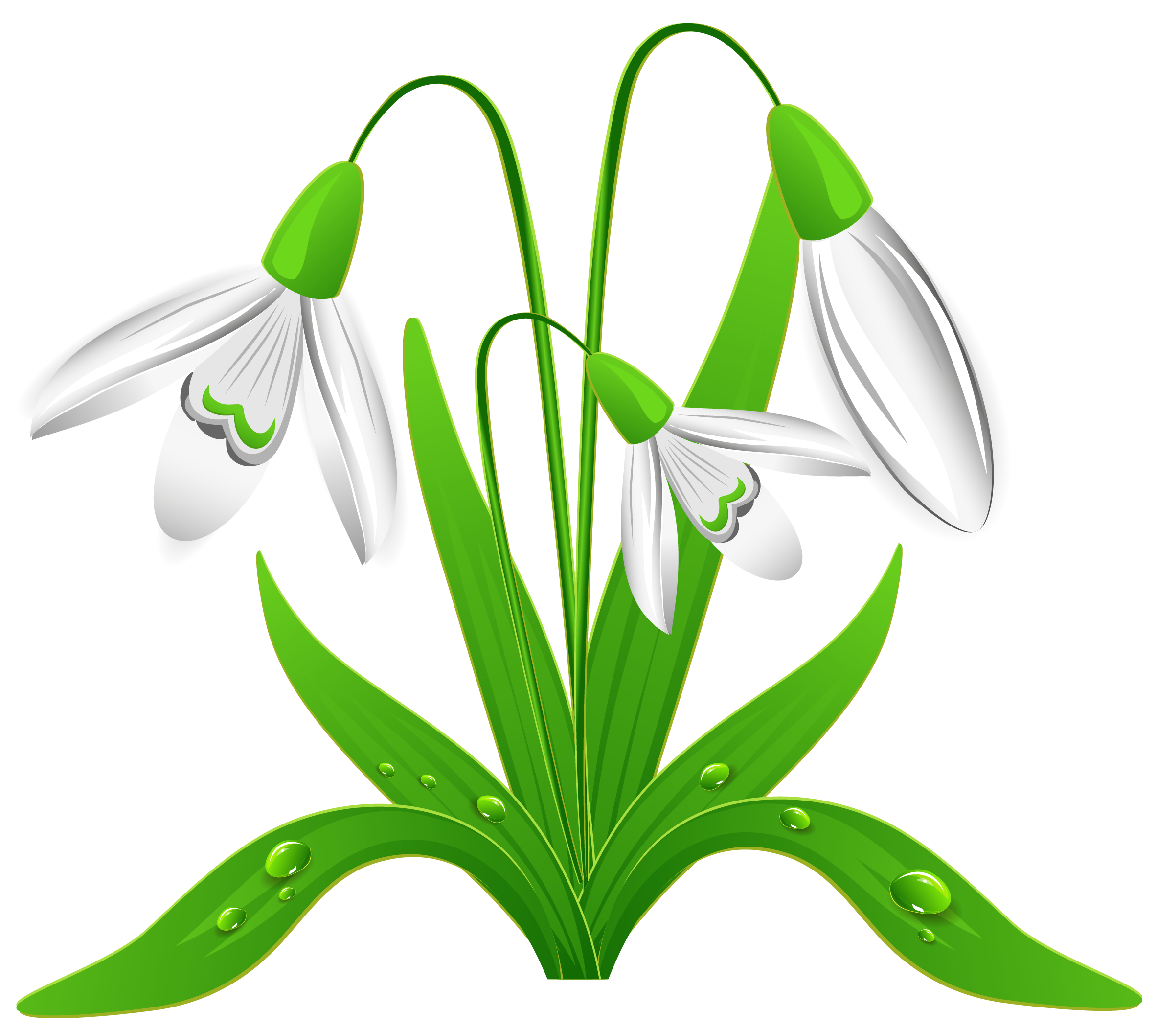 Snowdrop clipart #4, Download drawings