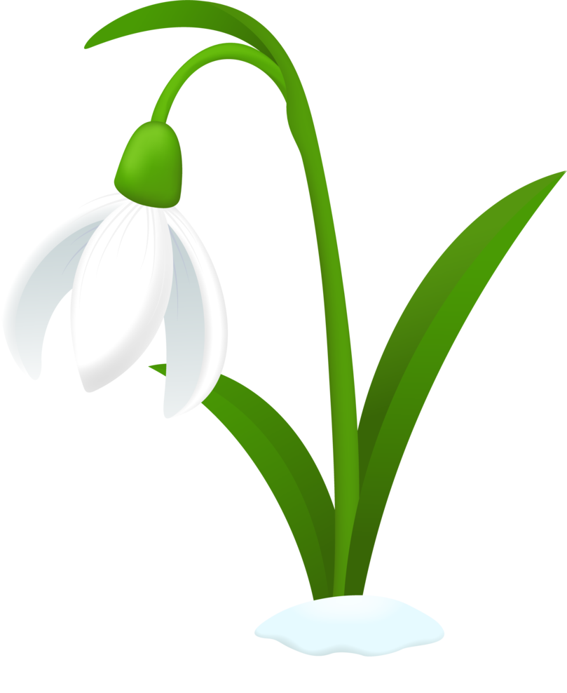 Snowdrop clipart #2, Download drawings