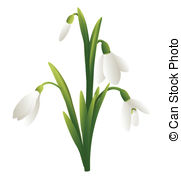 Snowdrop clipart #3, Download drawings