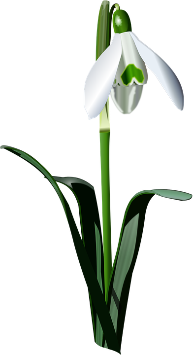 Snowdrop svg #9, Download drawings