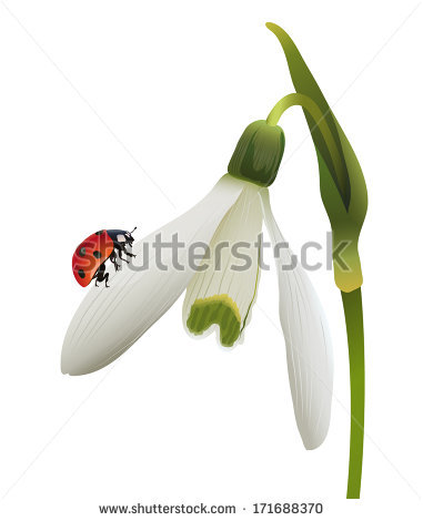 Snowdrop svg #11, Download drawings