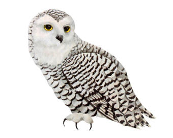 Snowy Owl clipart #11, Download drawings