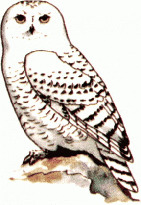 Snowy Owl clipart #6, Download drawings