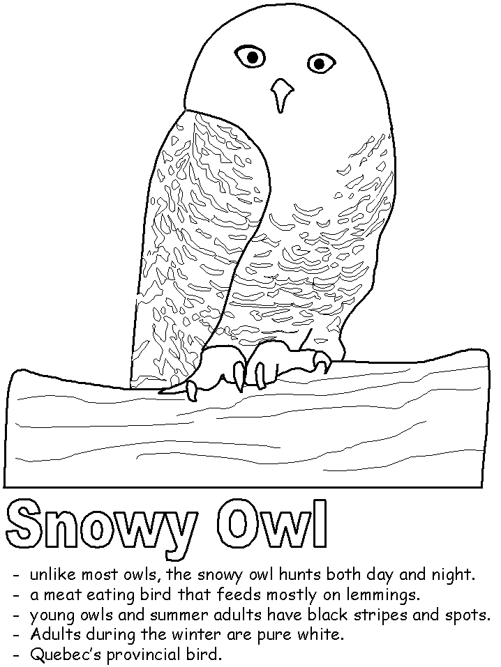 Snowy Owl coloring #18, Download drawings