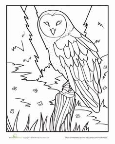 Snowy Owl coloring #12, Download drawings