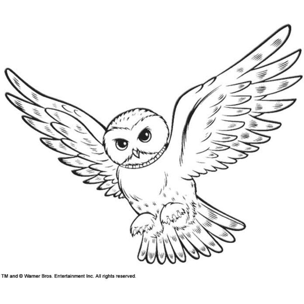 Snowy Owl coloring #5, Download drawings