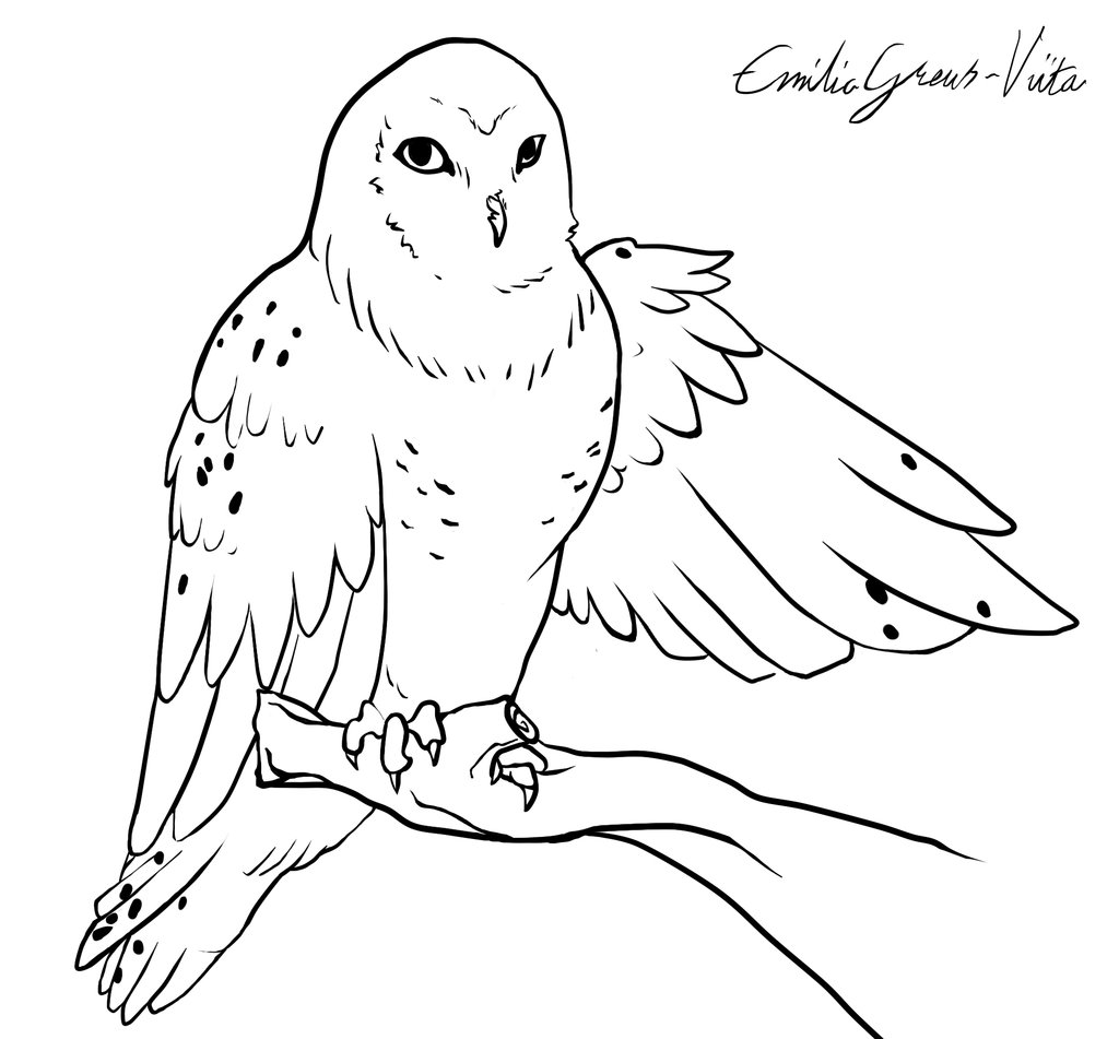 Snowy Owl coloring #2, Download drawings